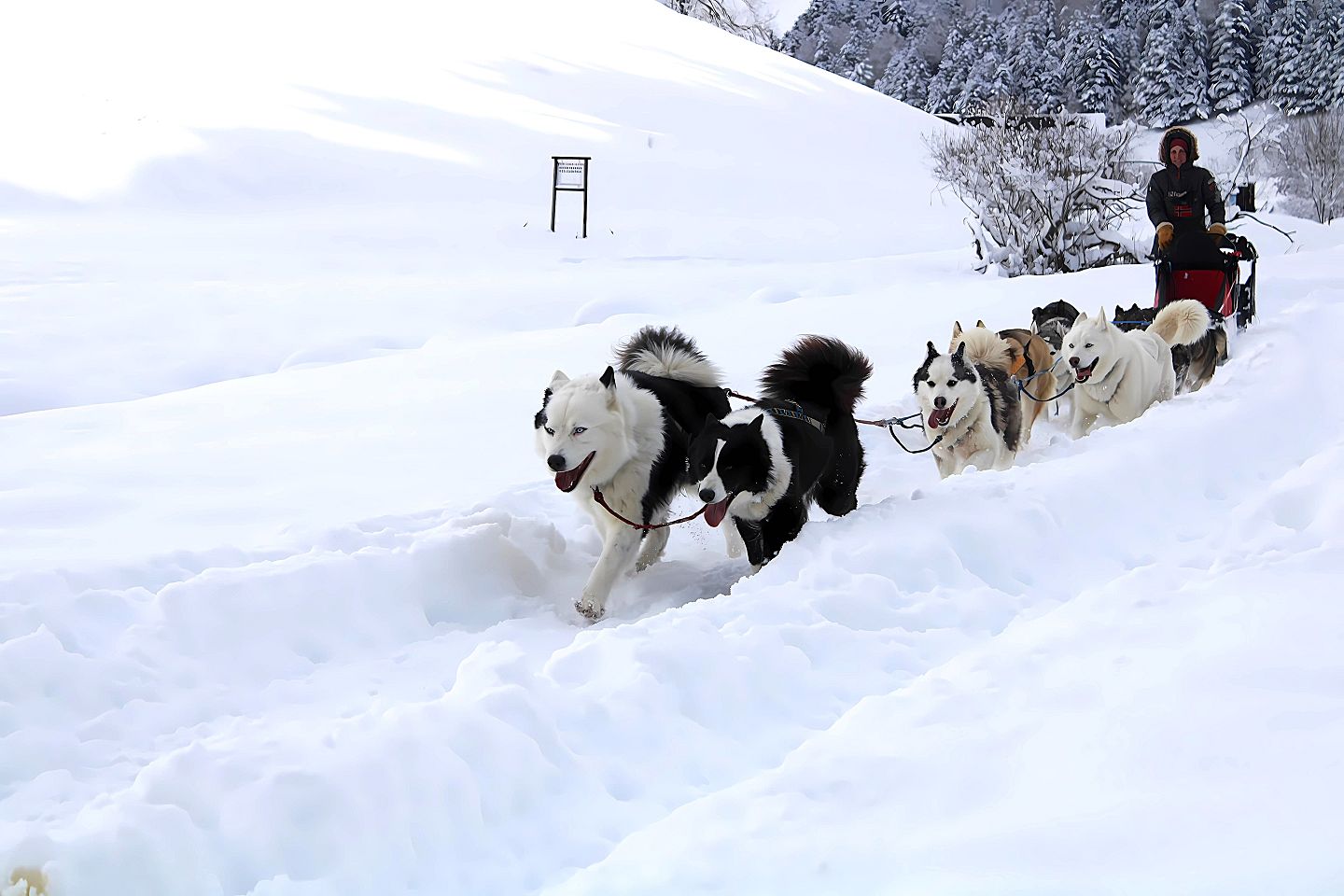 Tracés Sauvages - Chiens de Traîneau — photo 2
