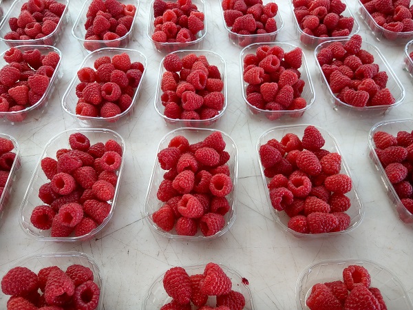 Les Framboises du Tursan