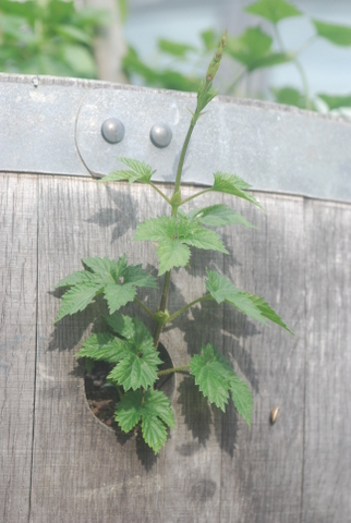 Ici On Brasse - photo 4