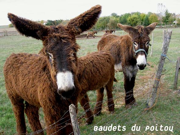 Baudet-EtangSaint-Martin