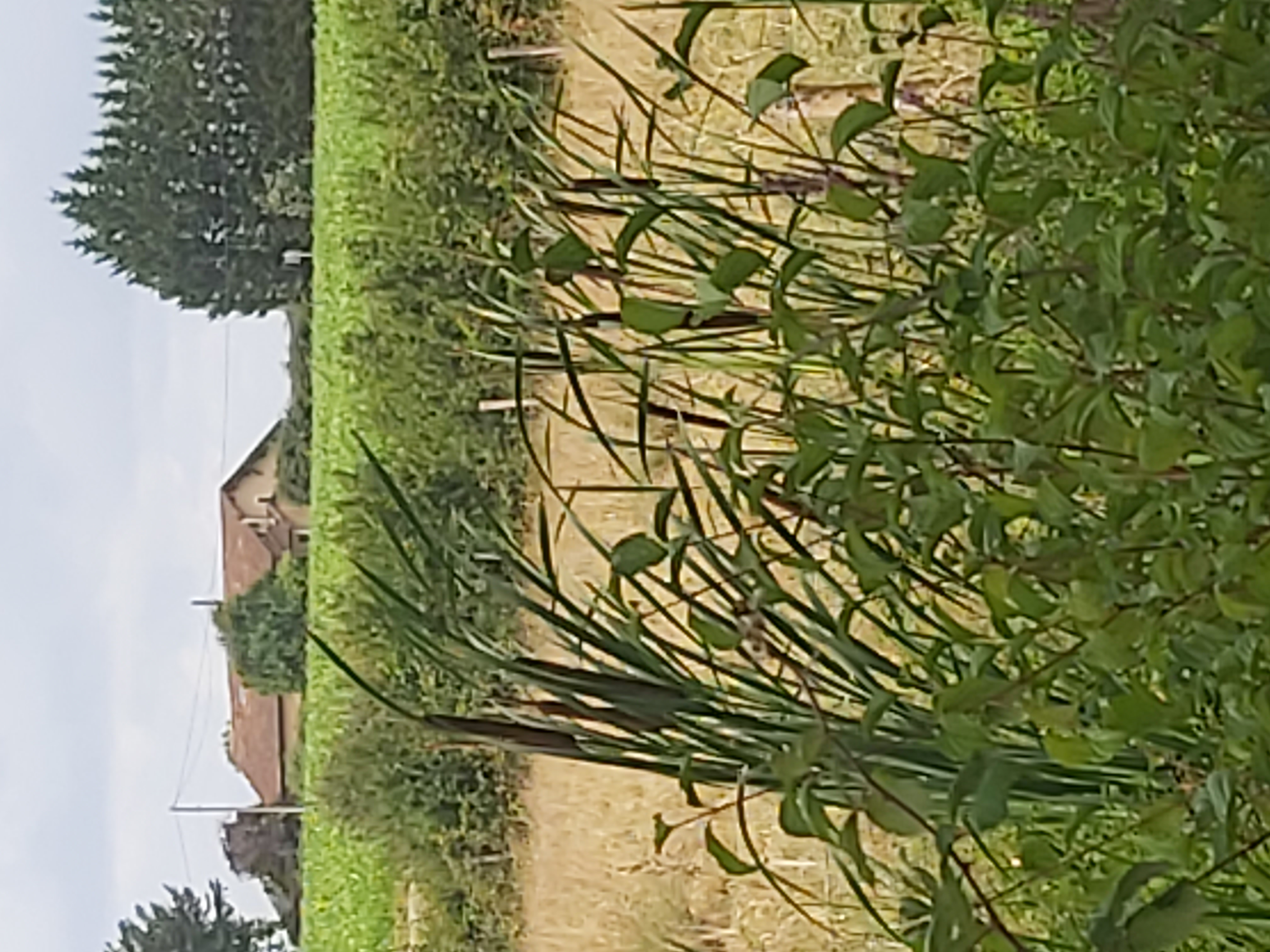 Balade à roulettes - Lac de la Prade - photo 3