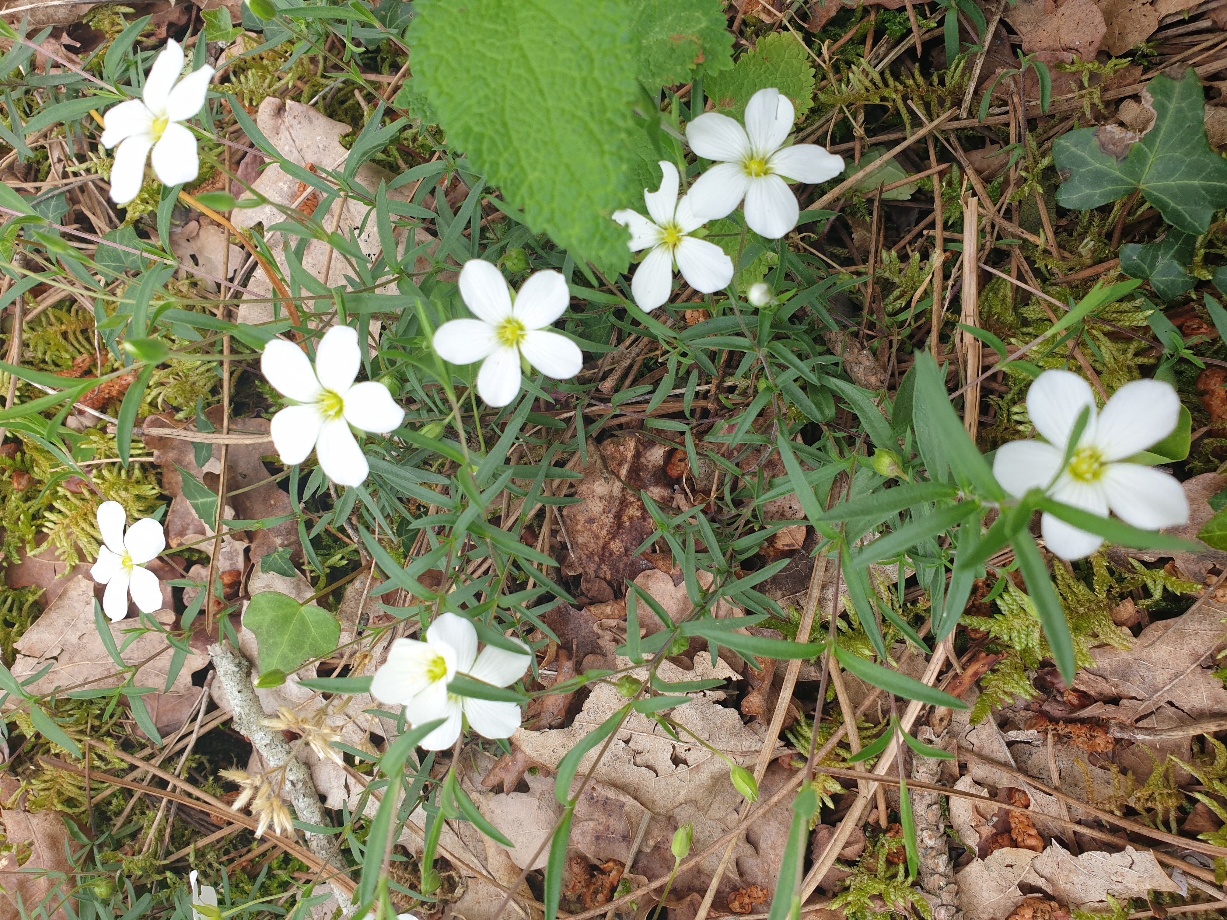 Le belvedère du Ciron, Bernos-Beaulac - photo 4