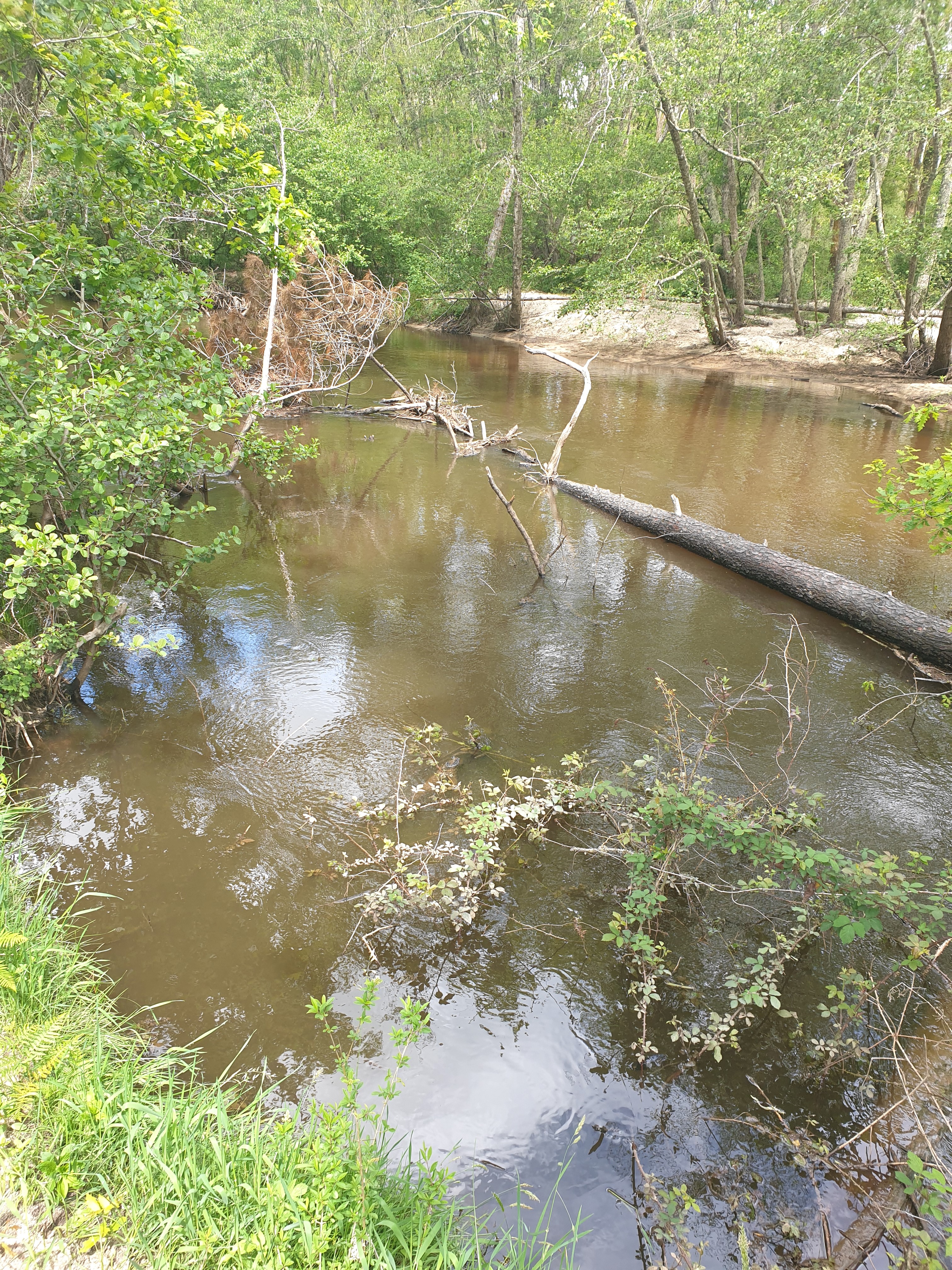 Le belvedère du Ciron, Bernos-Beaulac - photo 2
