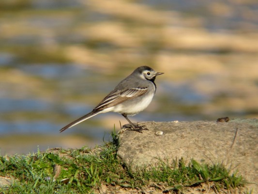 Les oiseaux des villes dans les parc et les jardin de l'Auzette — visuel événement