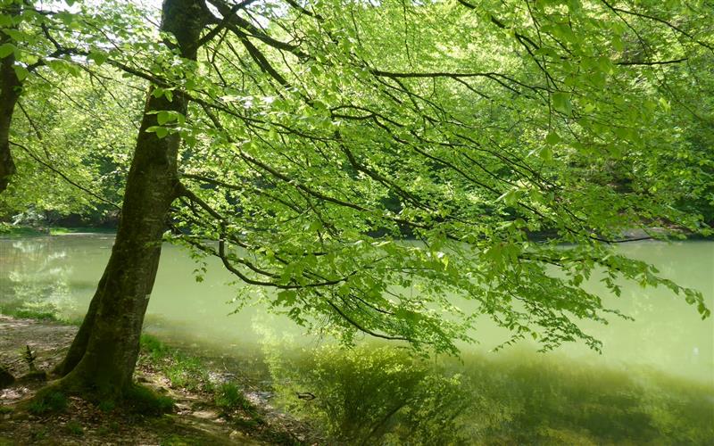 Bois de Coarraze