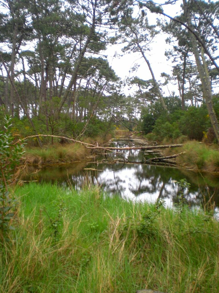 Réservoirs de Piraillan, Lège-Cap-Ferret - photo 12
