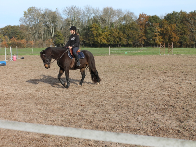 Poney-Club les Galop-pins - photo 3