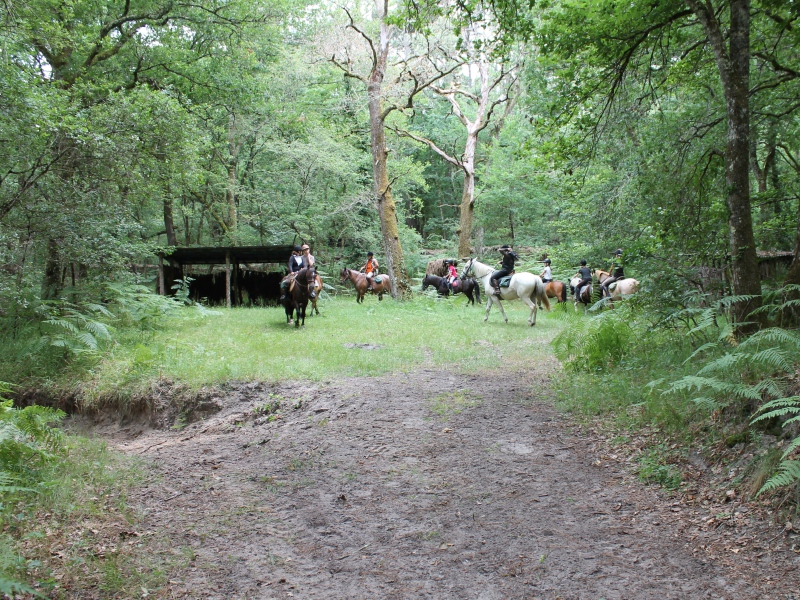 Poney-Club les Galop-pins - photo 5