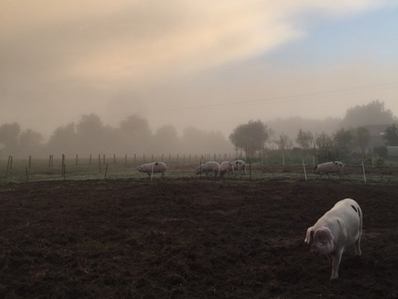 Clavaillon, Birac - photo 8