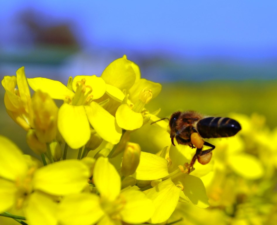 Le Miel de Birountarère