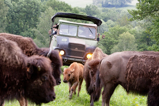 Elevage de bisons du palais
