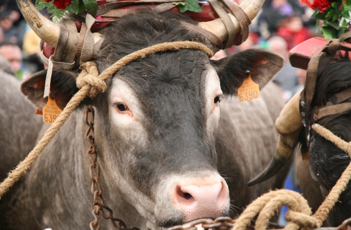 Fête des Bœufs Gras de Grignols