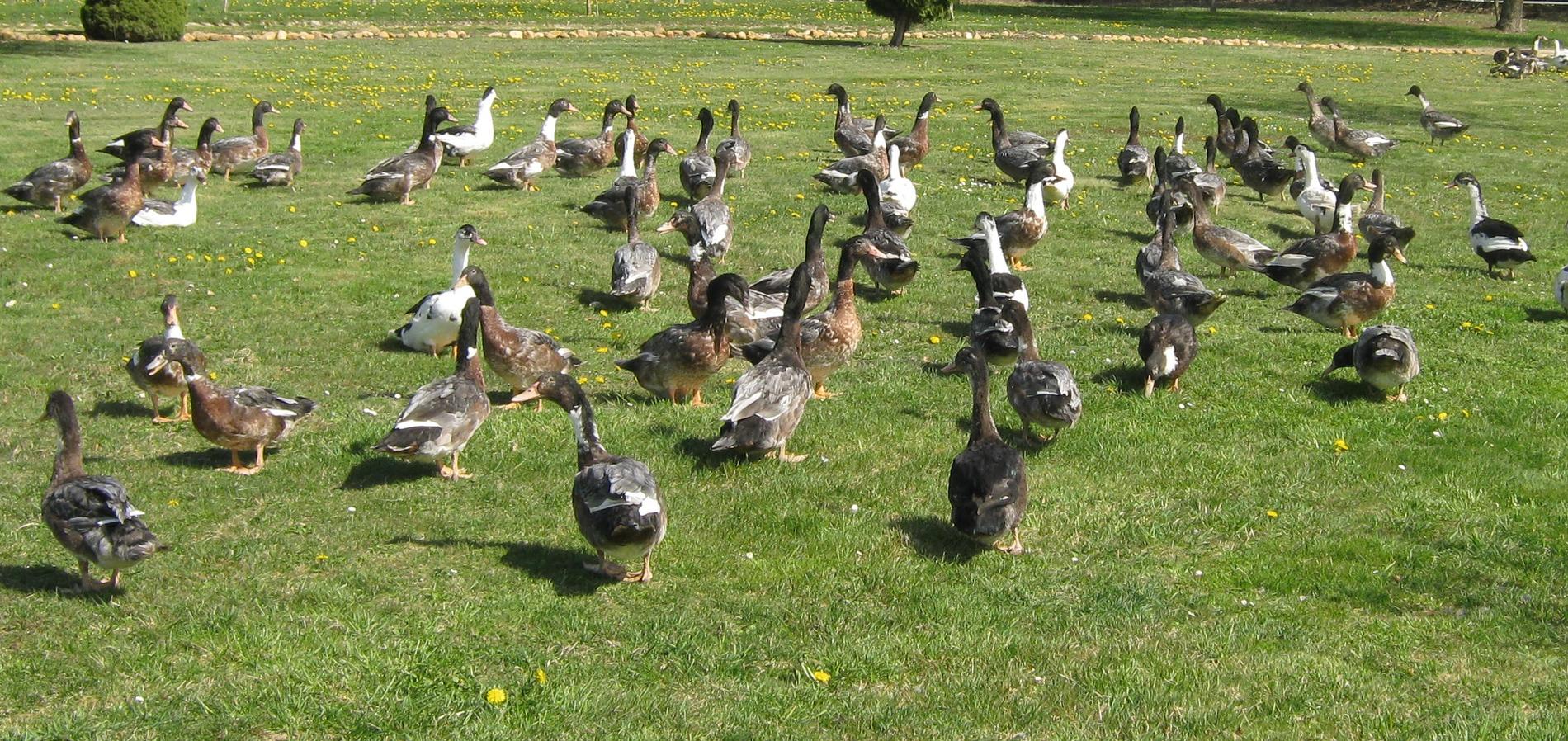 Ferme aux canards - Catinel Patrick - photo 2