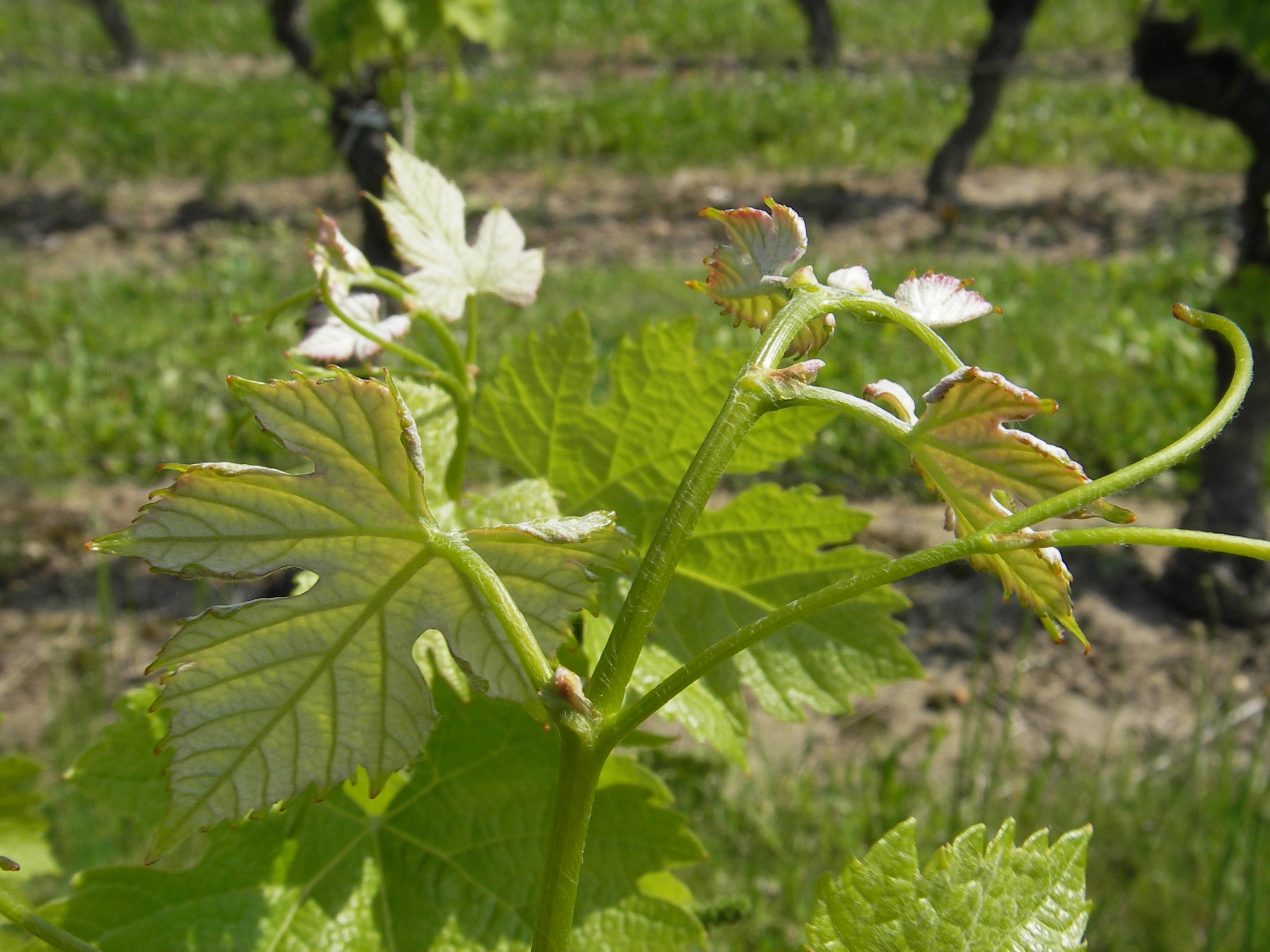 Château Bois Beaulieu - photo 2