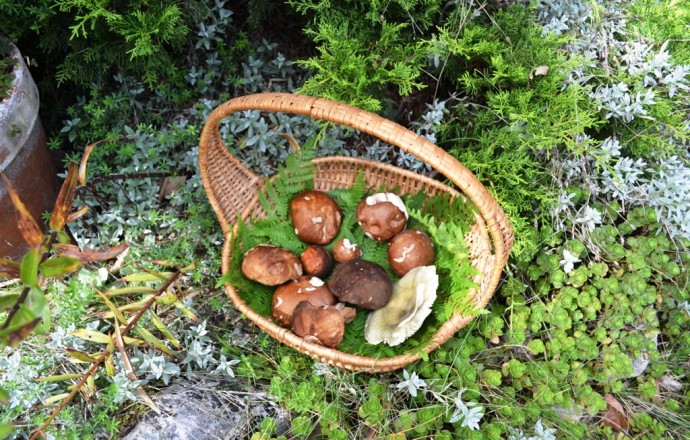 Bois joli, Saint-Pé-Saint-Simon - photo 9