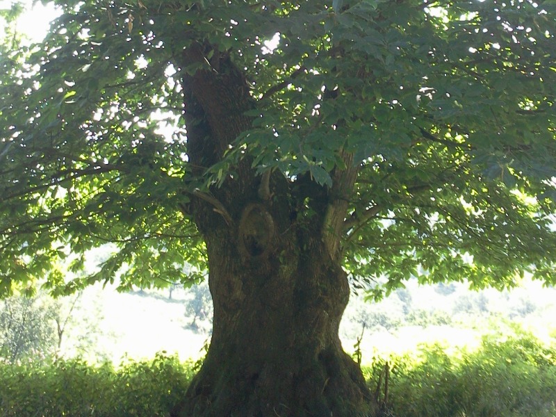 Sortie nature CPIE Pays Basque : "Qui aboie dans les bois ? ", Ostabat-Asme - photo 4