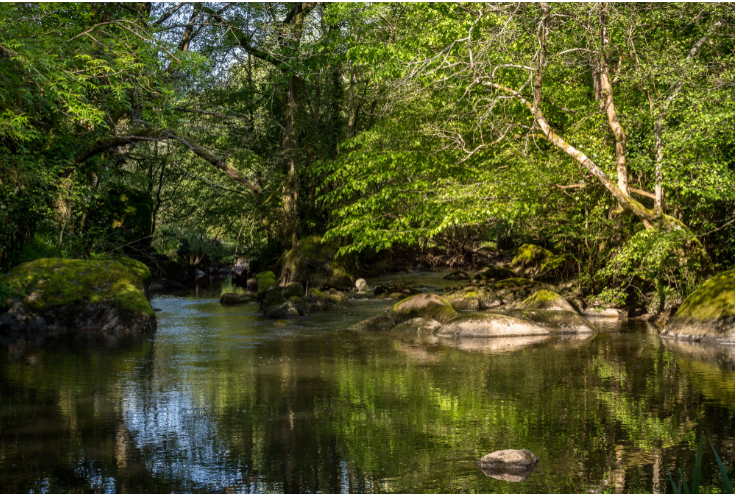 Etang du Bois Pouvreau - photo 5