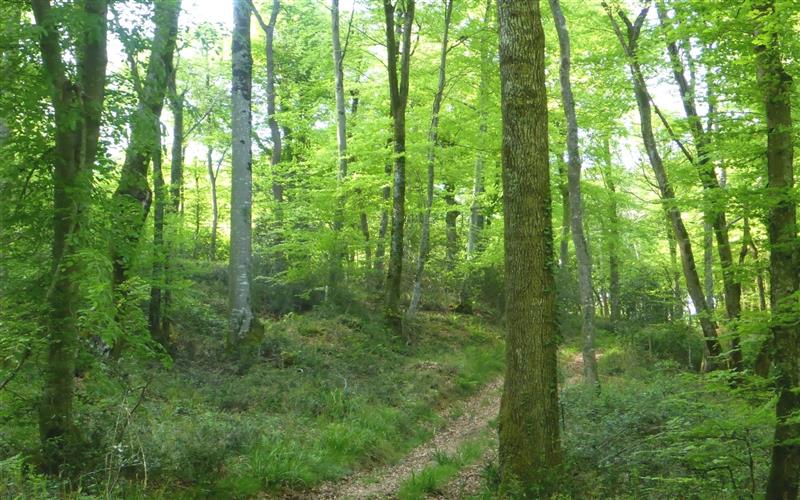 Bois de Coarraze