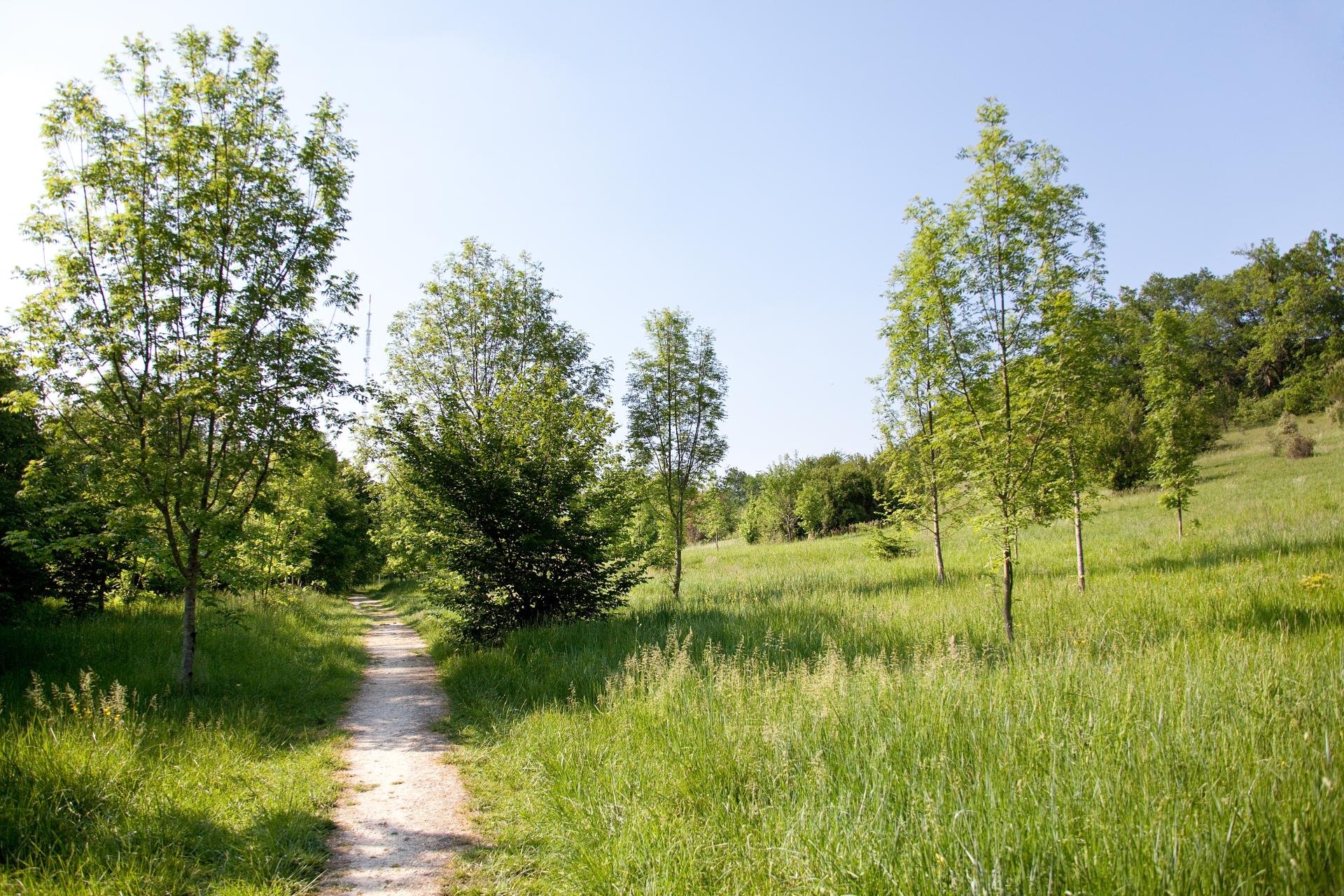 Bois de Loc Boué, Bouliac - photo 2