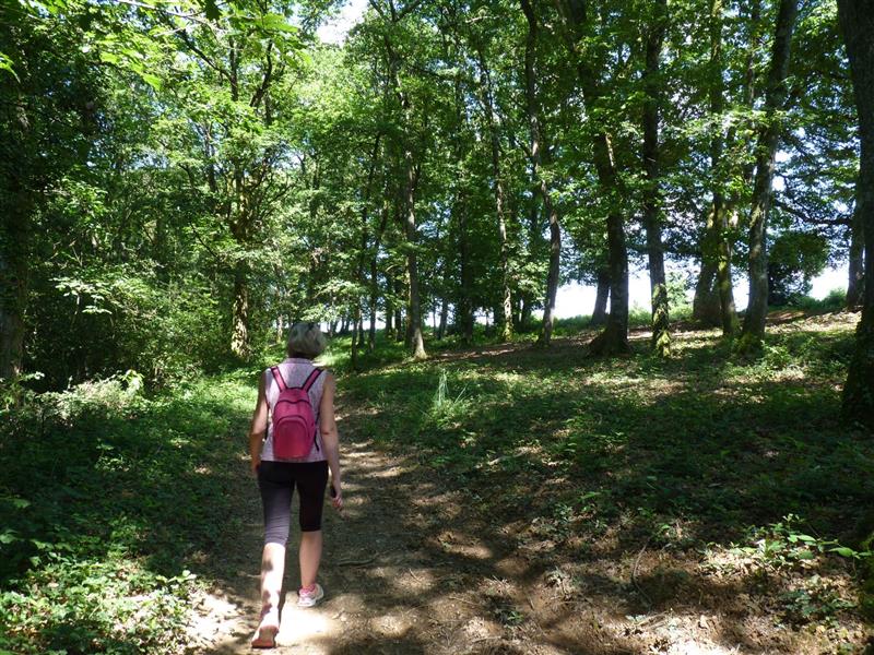 Le bois de Sauvagnon