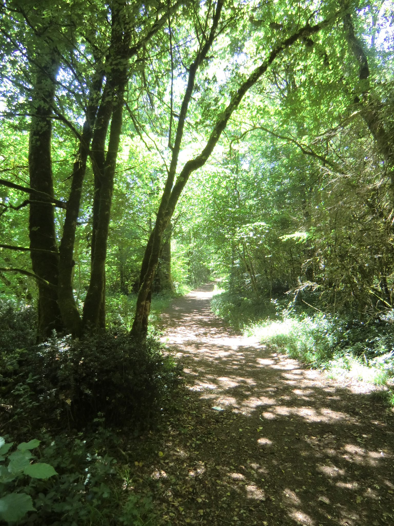 Les Bois de la Garenne, Nouaillé-Maupertuis - photo 5