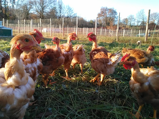 Les jardins de Boscornut - photo 4