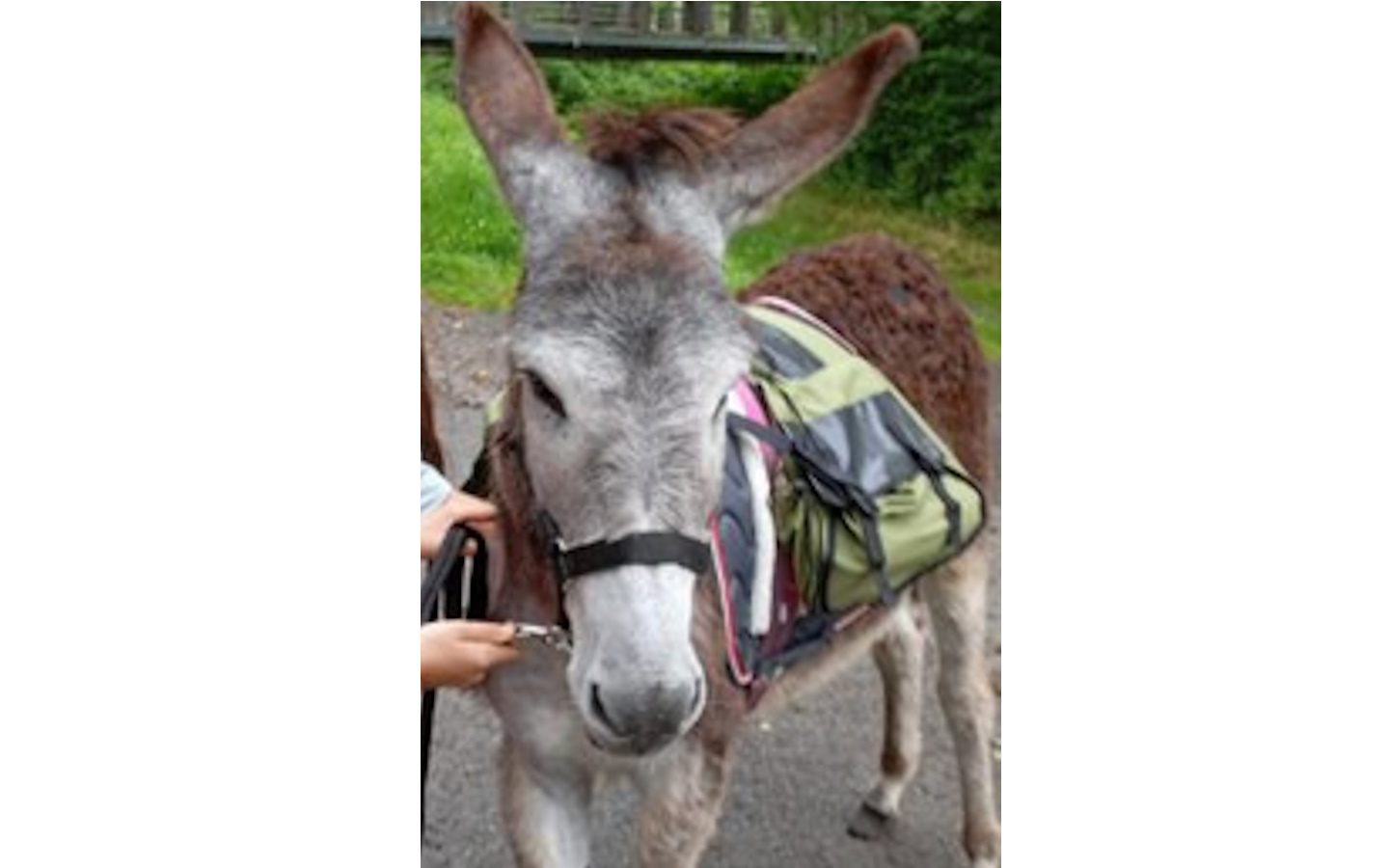 Scarabée - Accompagnatrice montagne