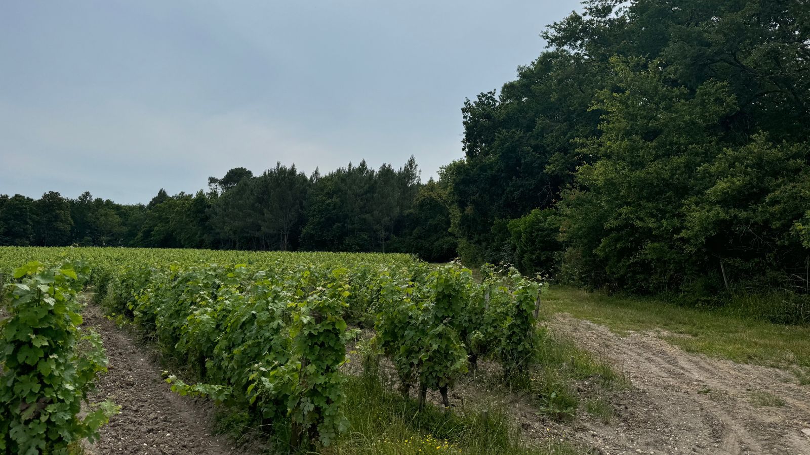 Boucle des vignes, Saint-Médard-d'Eyrans - photo 2