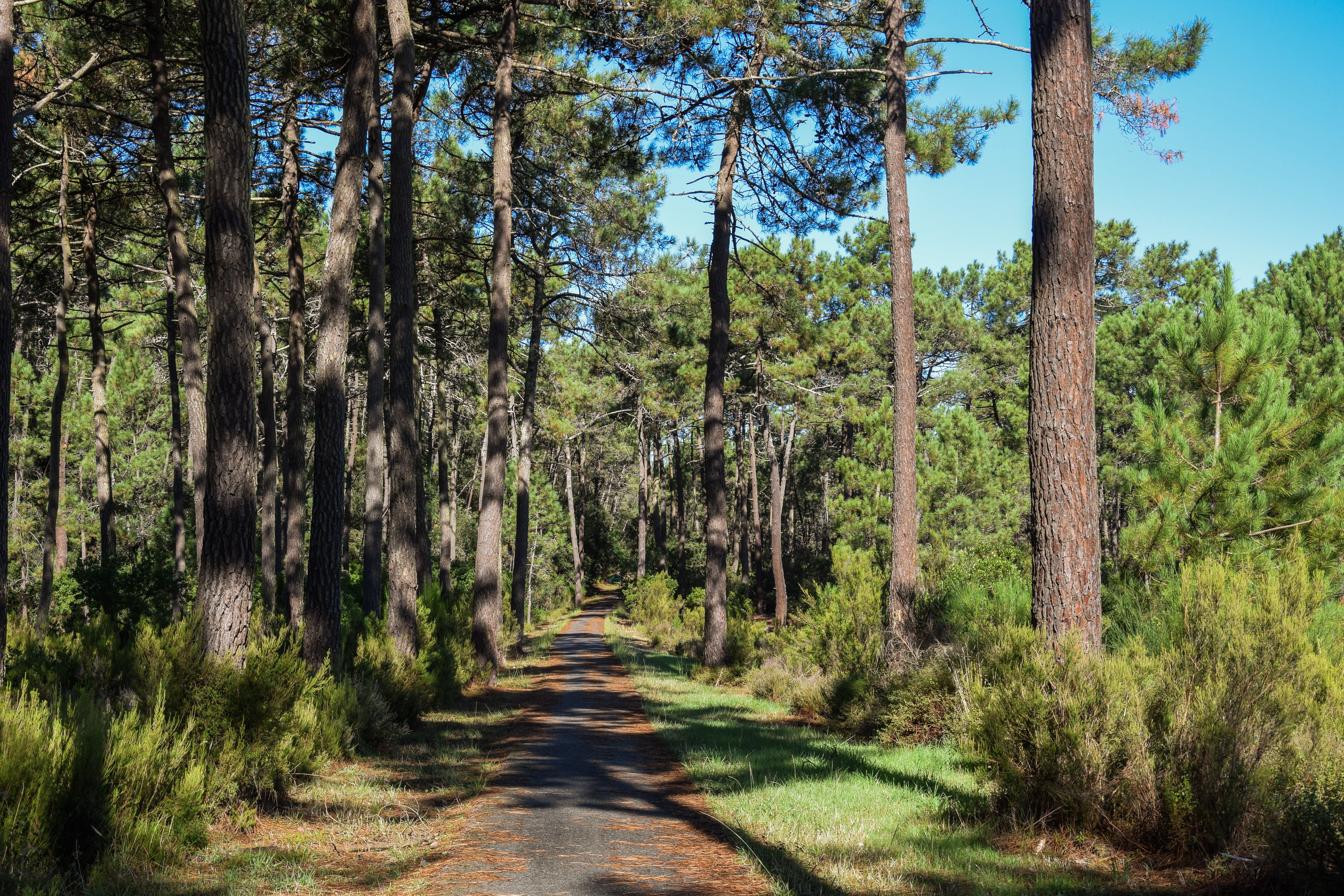 Boucle des Cavalles, Carcans - photo 5