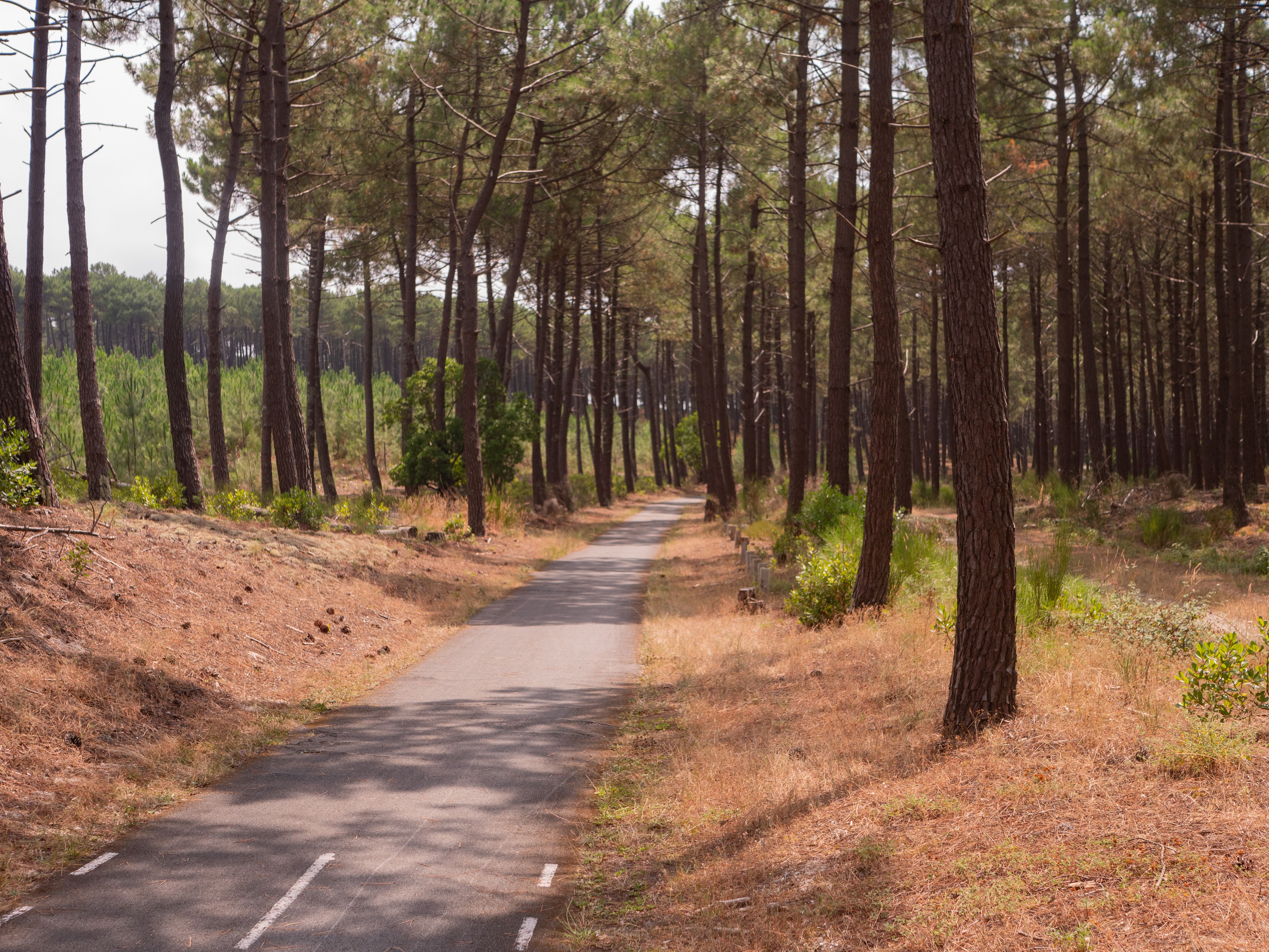 Boucle découverte du Lion, Lacanau - photo 3