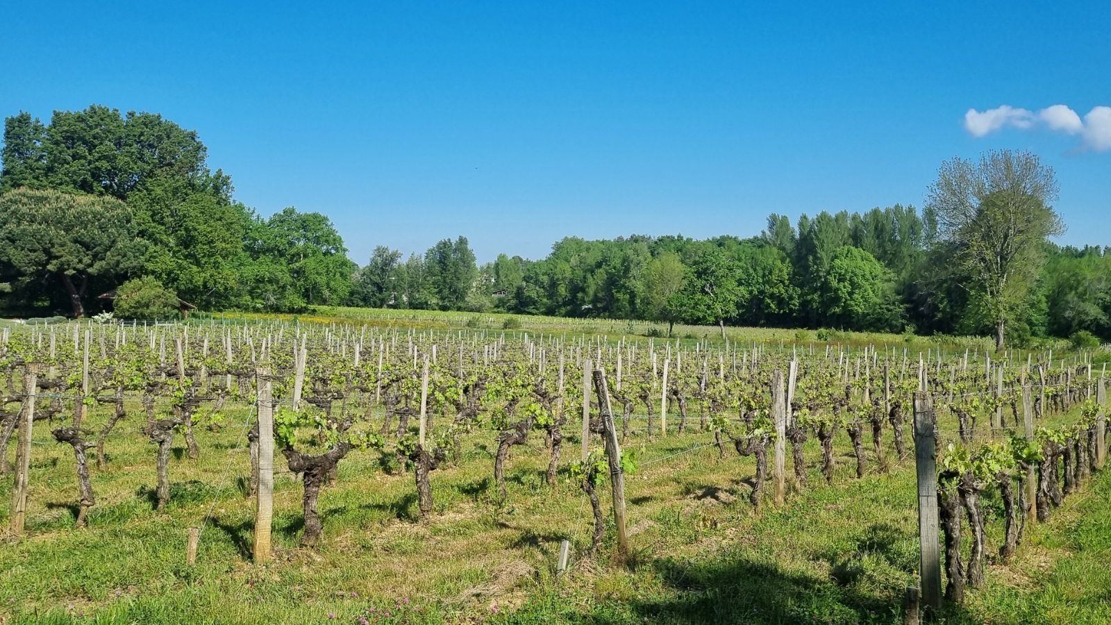 Boucle du Pape, La Brède - photo 9