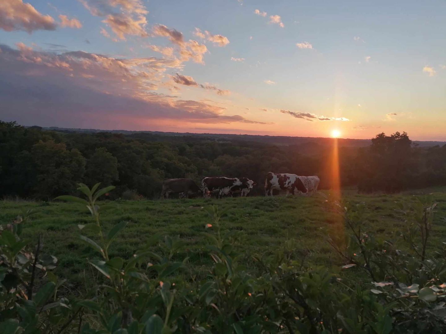 Aire de camping-cars Chez Nanou - photo 2