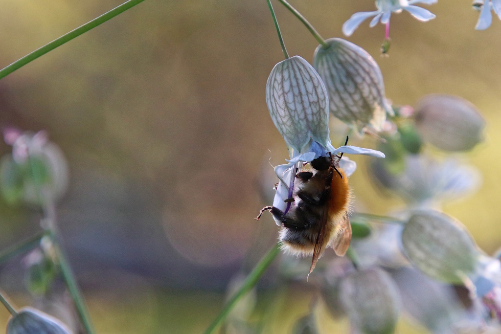 Rendez-vous au jardin : Verger de Sauvegarde — visuel événement