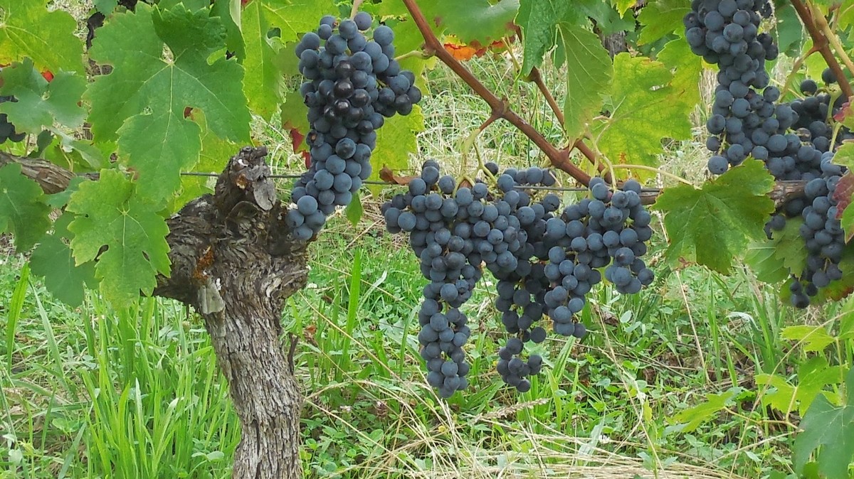 Initiation à la dégustation au Domaine du Bout du Monde - photo 4