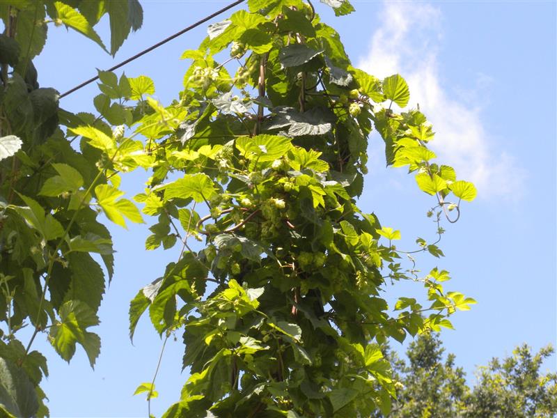 Brasserie de L'Arrec