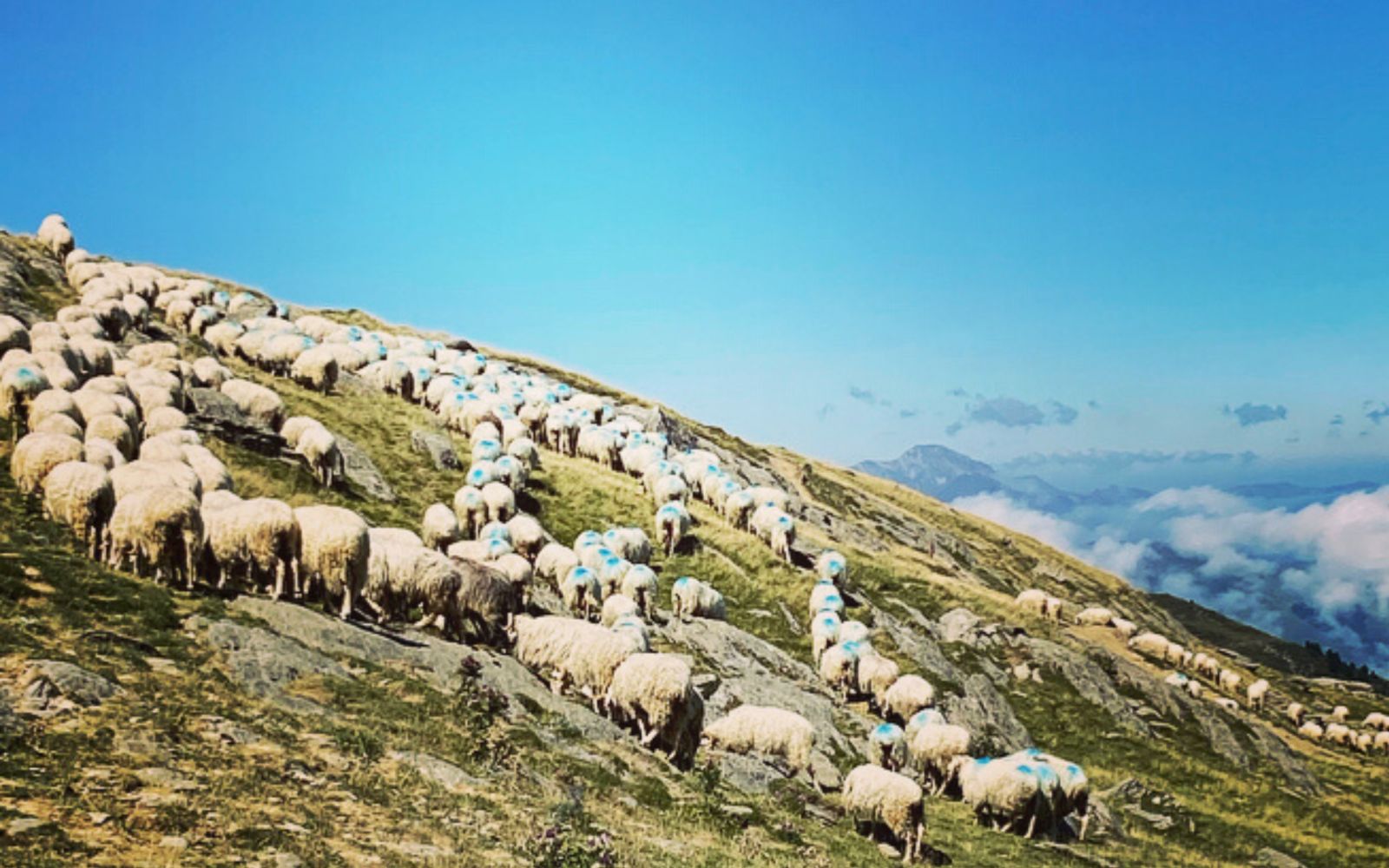 Flor de Montanhas, Arette - photo 19