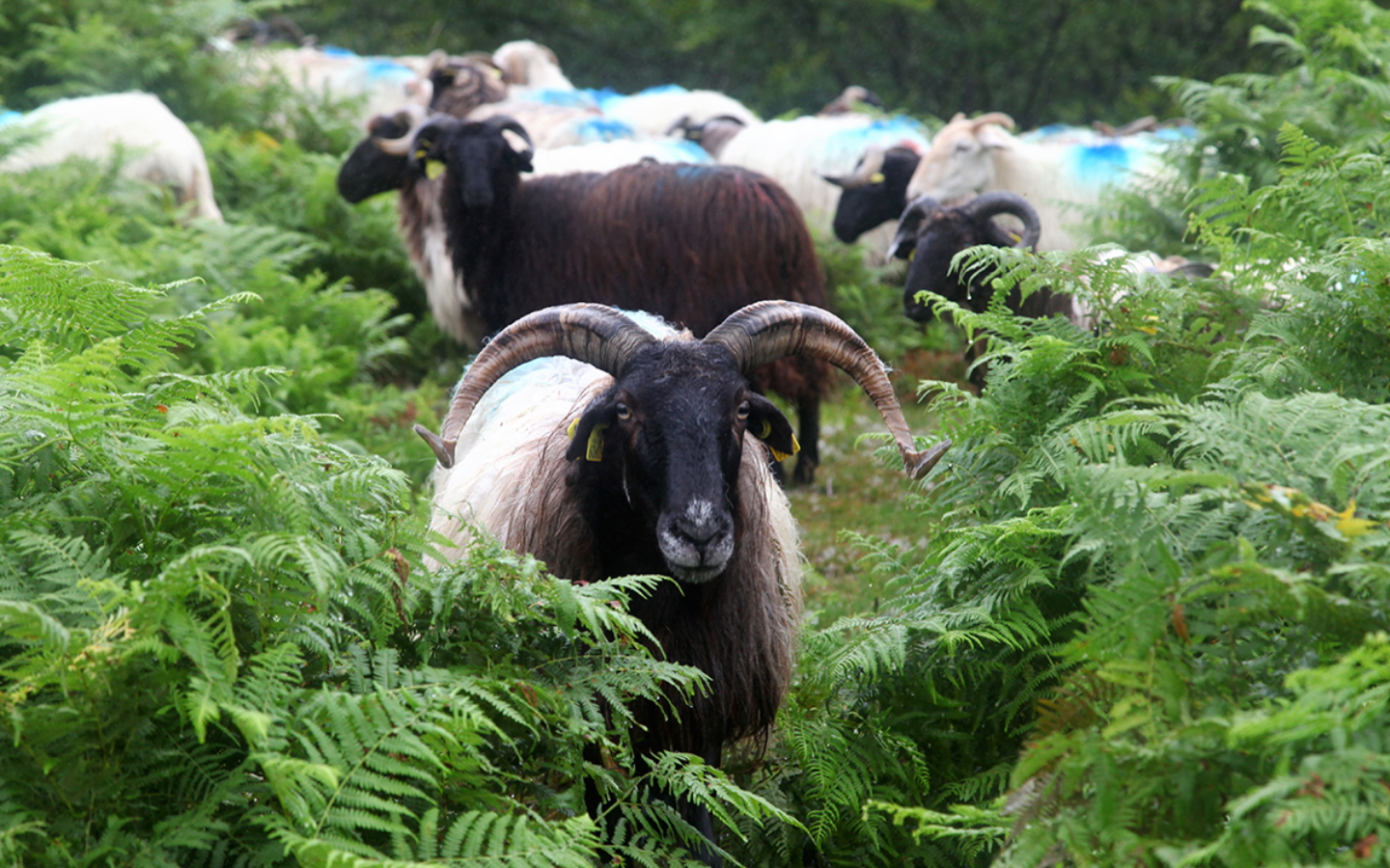 Ferme Beira - photo 4