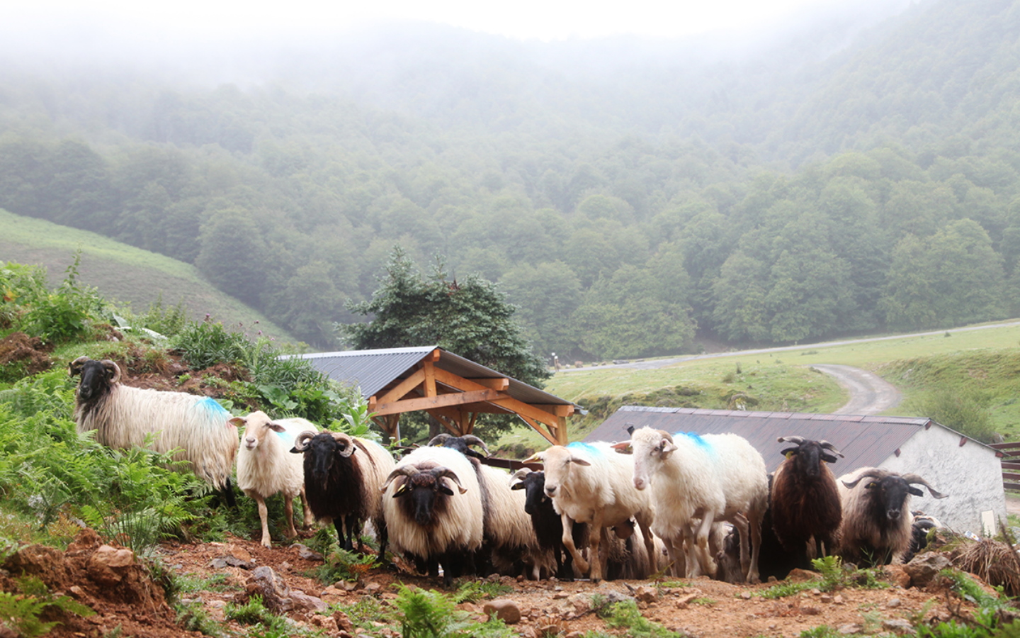 Ferme Beira - photo 5