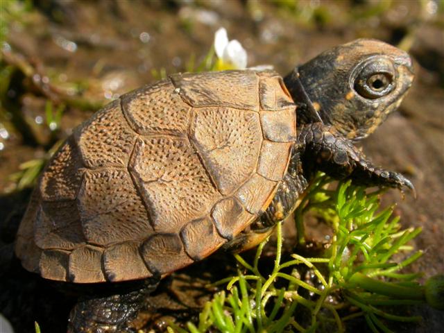 Réserve naturelle nationale des Marais de Bruges, Bruges - photo 2