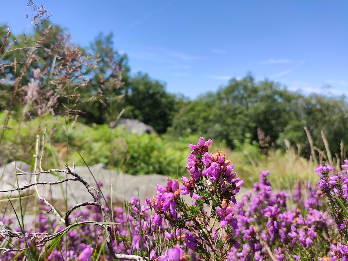 GRP® Monts et Barrages en Limousin - Etape 3 - De Saint-Julien-le-Petit au lac de Vassivière (Auphelle), Saint-Julien-le-Petit - photo 4