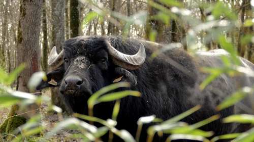 Z'animoland, Monbalen