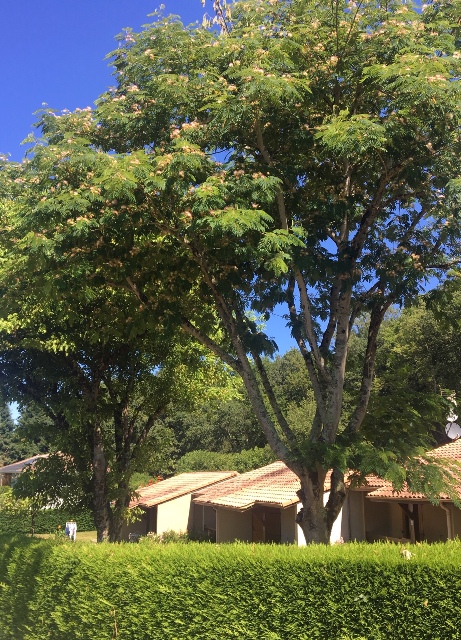 Bungalow les Thuyas - photo 4