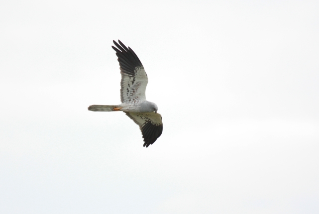 Sentier de découverte du plateau d'Argentine, La Rochebeaucourt-et-Argentine - photo 3