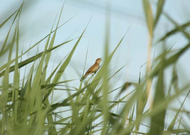Terres d'Oiseaux, Braud-et-Saint-Louis
