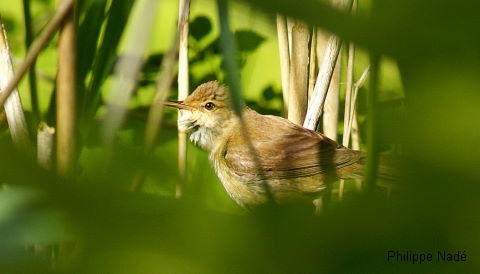 Les Etangs de la Jemaye, La Jemaye-Ponteyraud - photo 22