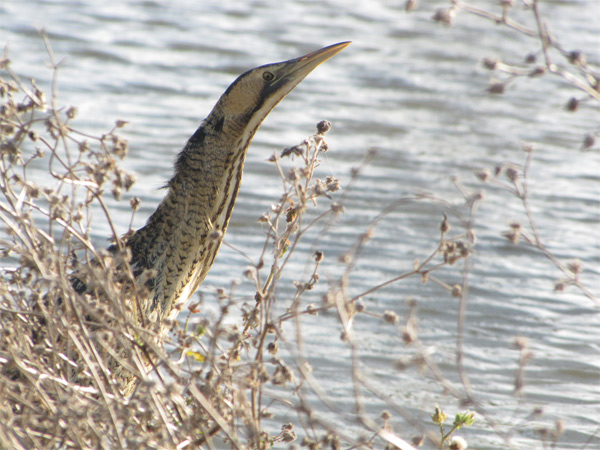 Terres d'Oiseaux, Braud-et-Saint-Louis - photo 4
