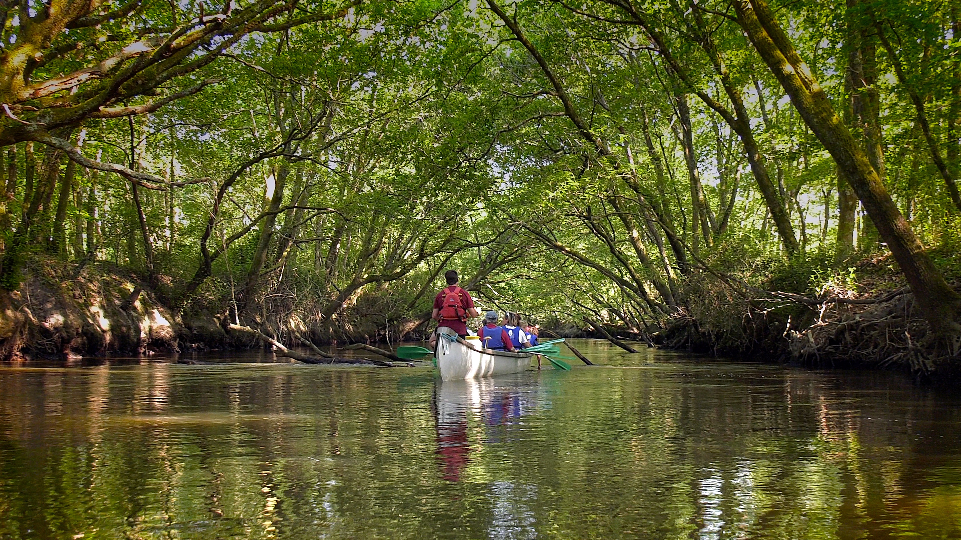 Visite libre de la réserve ornithologique et canoë collectif