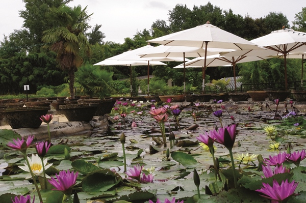 Café Marliacea - Latour-Marliac