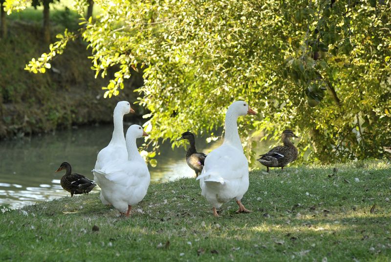 Saint-Hilaire-la-Palud, capitale du Marais sauvage, Saint-Hilaire-la-Palud