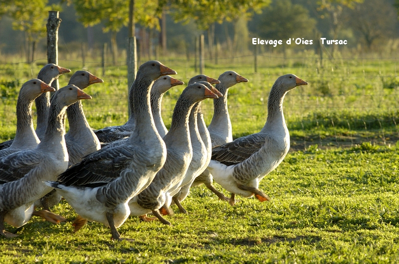 Elevage d'oies des Granges